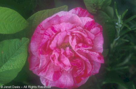 Rose - Rosa mundi