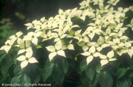 Shrub - Kousa Dogwood