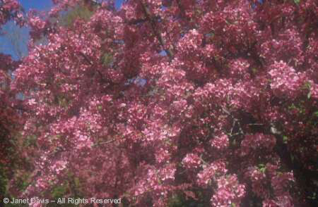 Tree - Crabapple