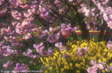 Tree - Japanese Cherry