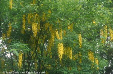 Tree - Laburnum