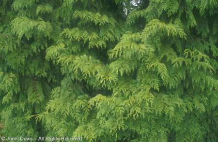 Tree - Western Cedar