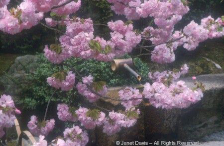 Japan - Ryoanji - Water Spout