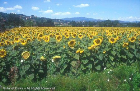 Tuscany - Sunflowers