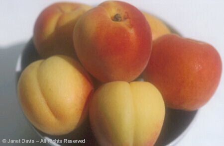 Bowl of Apricots