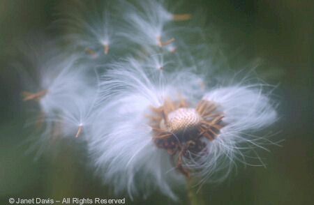 Dandelion Seeds