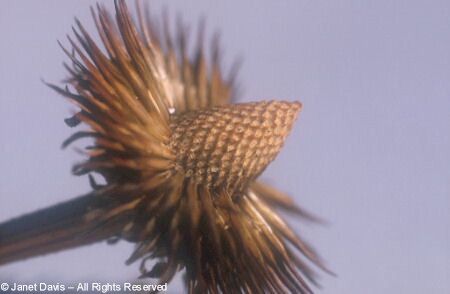 Echinacea Seedhead