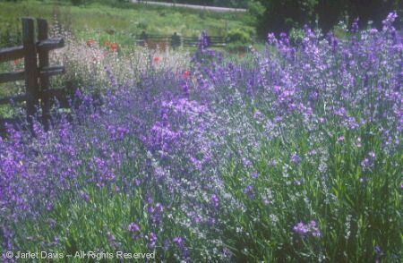 Lavender