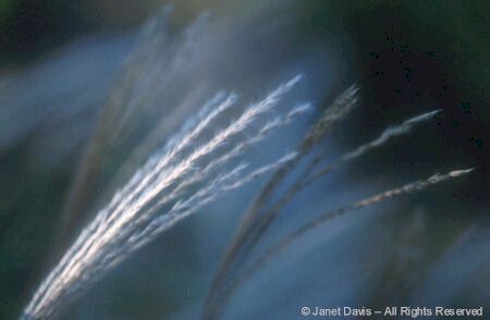 Miscanthus seedhead