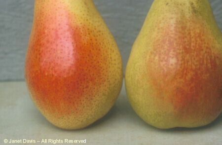 Pears