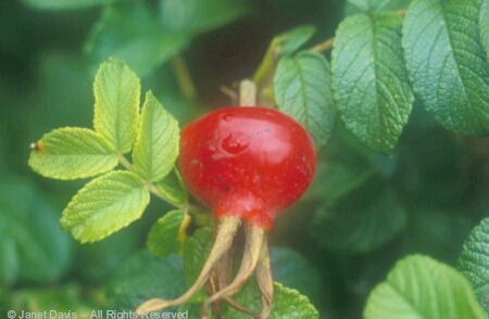 Rose Hip