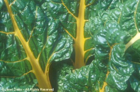 Swiss Chard