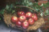 Basket of Apples