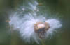 Dandelion Seeds