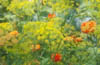 Dill Flowers