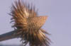 Echinacea Seedhead