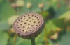 Lotus Seedhead