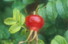 Rose Hip