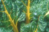 Swiss Chard